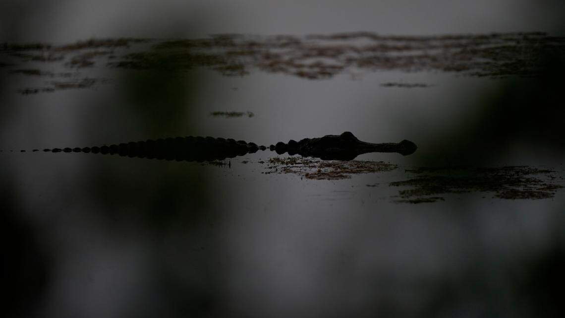 Despite a report that an alligator had been placed in an Arizona lake, no reptiles have been found, officials said.