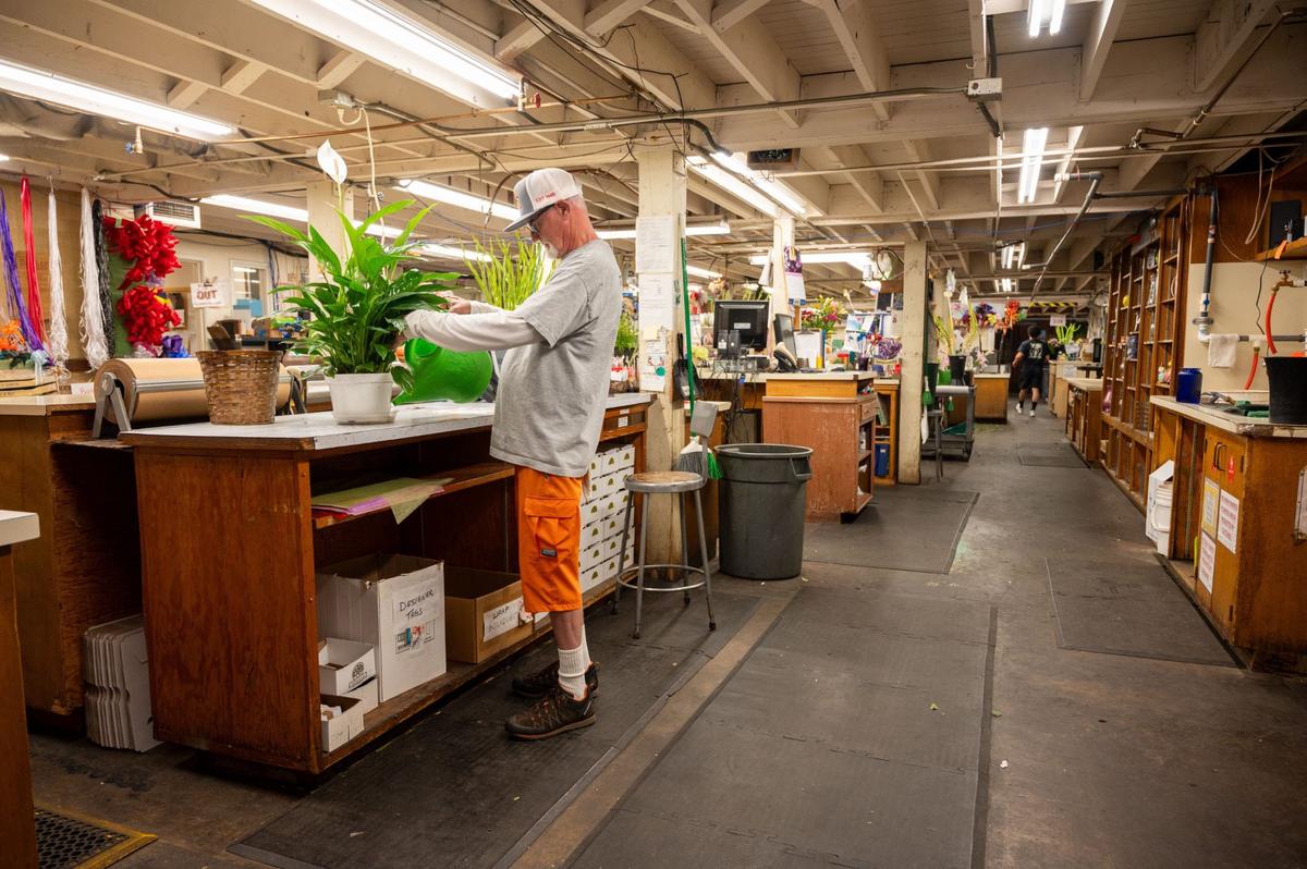 Sam Kittrel arranges potted calla lilies at Relles Florist in Sacramento on Tuesday.