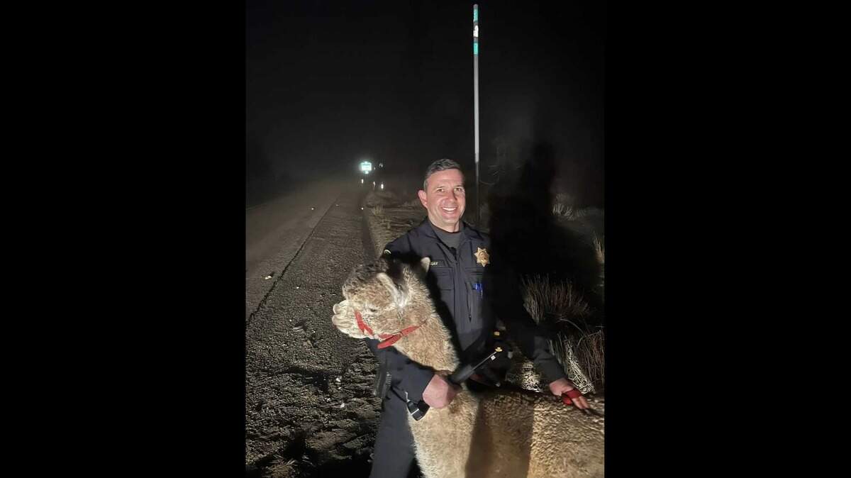 California Highway Patrol’s Officer Daniel Tanguay found a llama trotting across Interstate 80 over Donner Summit on Thursday night. The llama, named Challenger, was returned to his owners.