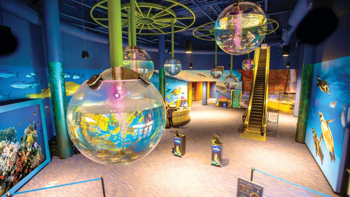 A rare crustacean from the Atlantic Ocean was saved just in time from the dinner plate over the summer in May 2021.