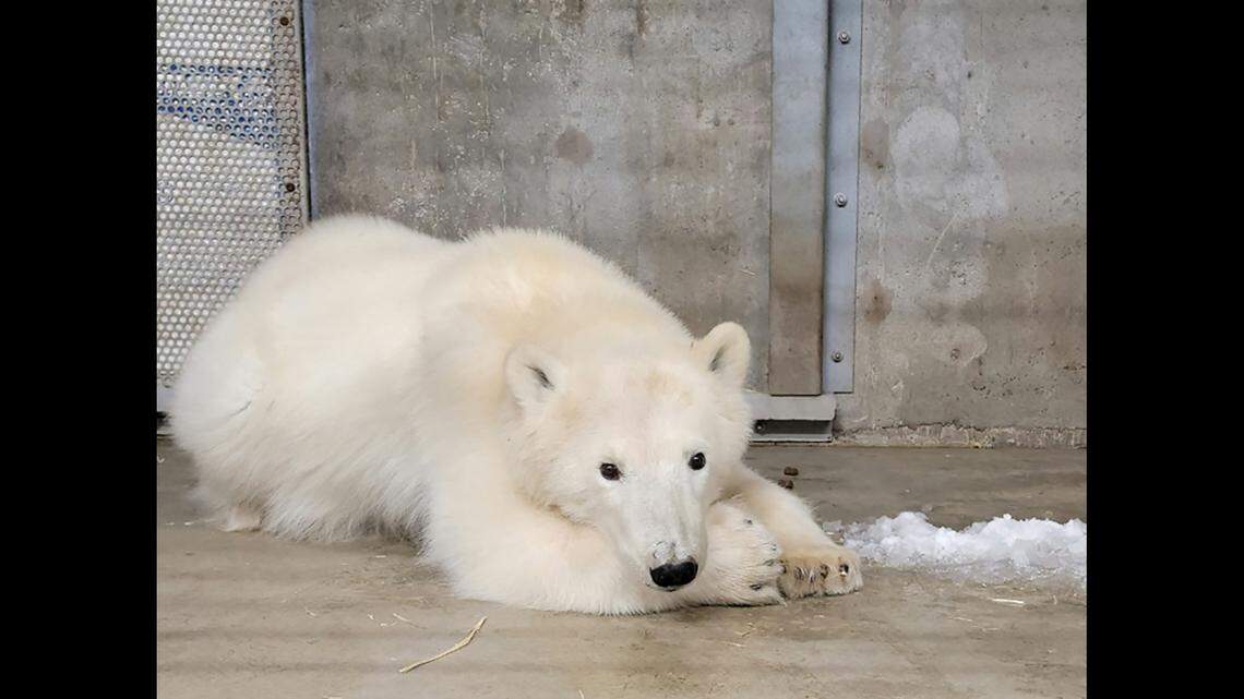 An orphaned polar bear cub roaming Prudhoe Bay was captured and brought to the Alaska Zoo for its welfare.