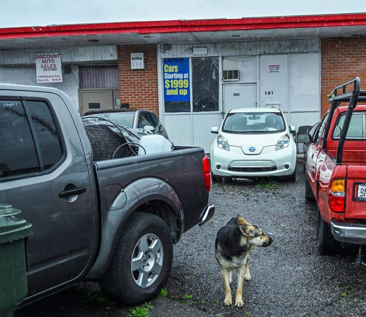 A German shepherd stands in March among the vehicles in the Del Paso Heights used car lot that Norman Masters has run for decades. At times, his family has lived here, with no running water.