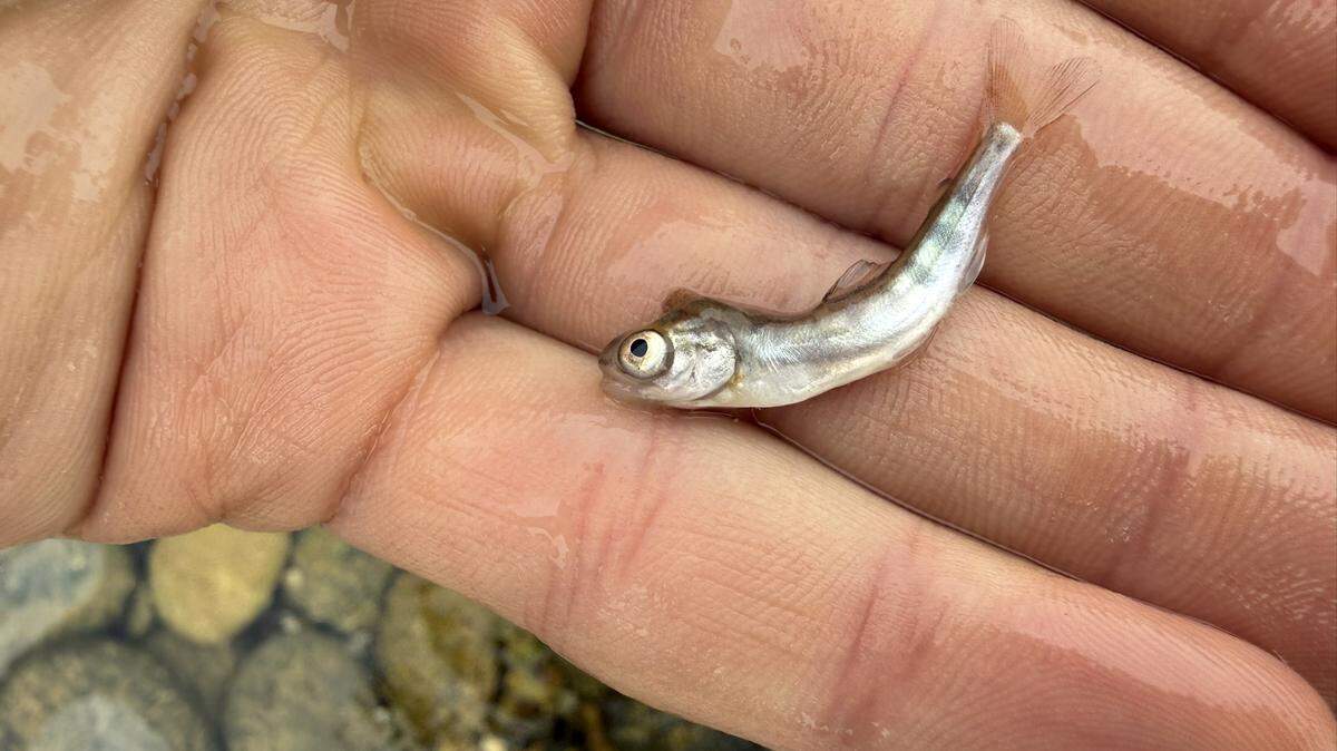 Dead Chinook salmon on Saturday, Feb. 14, 2026, found in lower Yuba River following the sudden flow drop after the penstock rupture at the New Colgate Powerhouse.