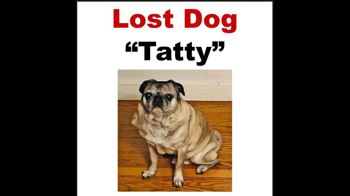 A poster signals the alert to find the missing Tatty, a fixture in midtown Sacramento.