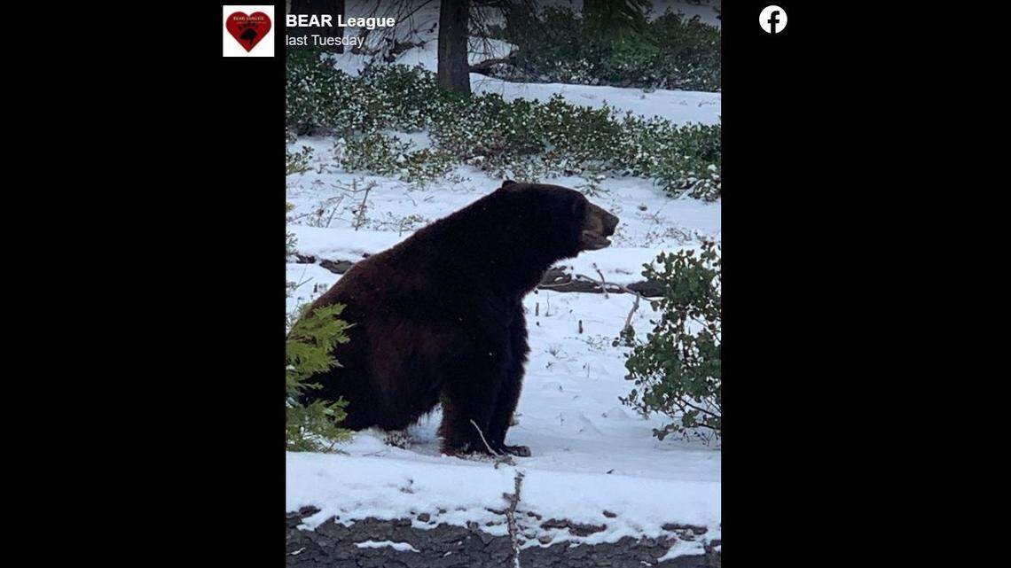 A Lake Tahoe-area bear was euthanized after being injured in a crash.