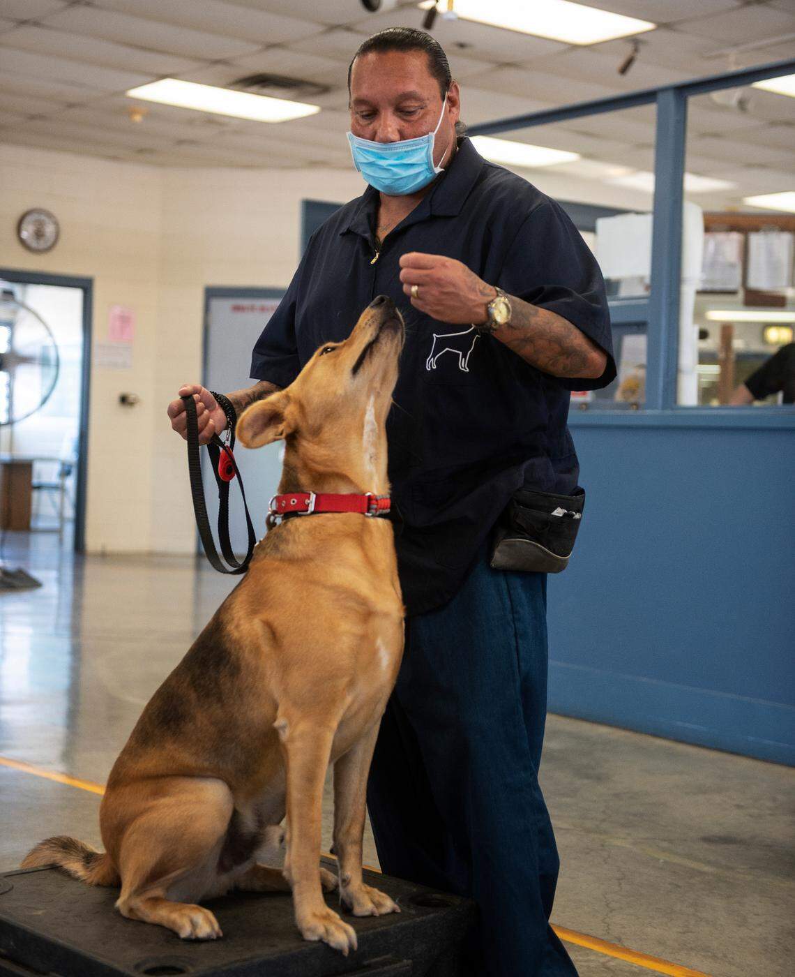 Inmate Rocky Gonzales, 49, works with Eddie on July 27 at Valley State Prison in Chowchilla. Gonzales said Eddie was originally going to be a service dog but experienced too much trauma to perform those duties. Gonzales, who has been incarcerated for 20 years, said the goal of the program is for the dogs to find forever homes so they are safe from shelters. “We train them to a point where everybody wants them.”