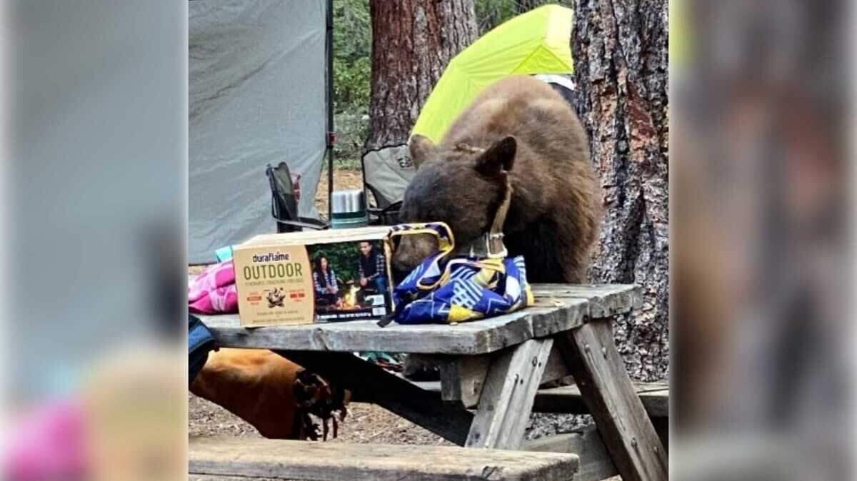 A black bear, later identified as Tag No. 717, rummages through items left on a Lake Tahoe picnic table in this undated photo. Wildlife officials say the bear became increasingly reliant on human food before being euthanized this month.