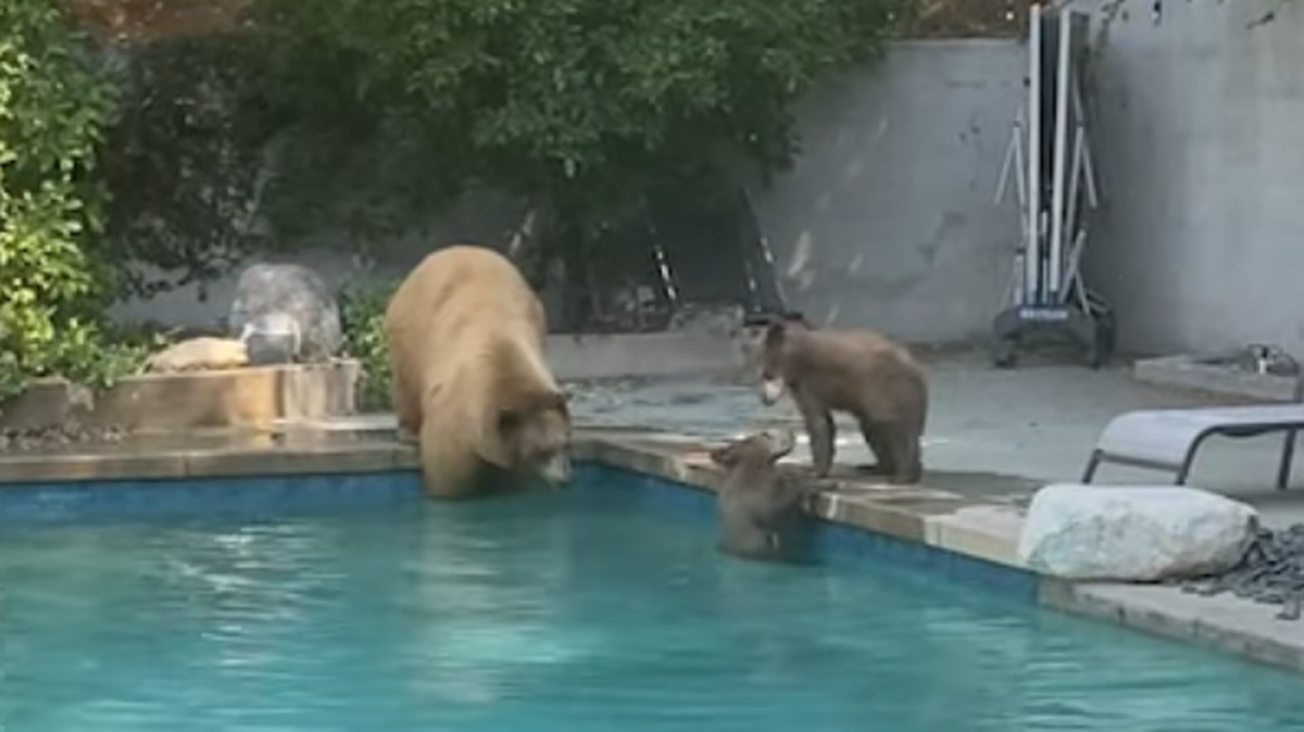A family of bears splashed around a pool in Sierra Madre, California, on July 9, 2021. Tiffany Kress and her husband filmed the animals behind glass.