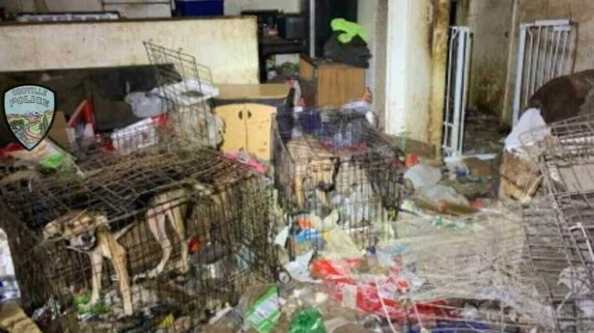 An Oroville Police Department officer on Wednesday found a home packed with 38 dogs living amid trash and animal feces. Two people have been arrested on animal cruelty charges.