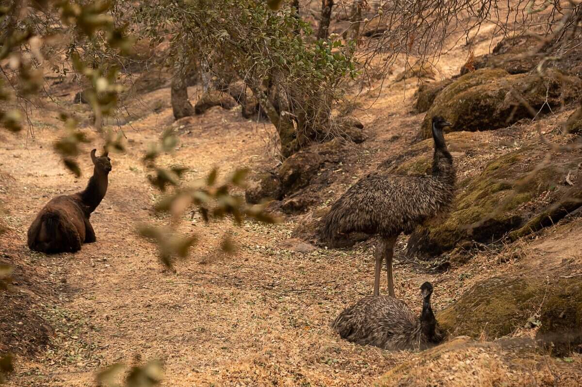 A llama and two emu seek shelter along Mund Road during the Glass Fire near Deer Park on Monday, Sept. 28, 2020.