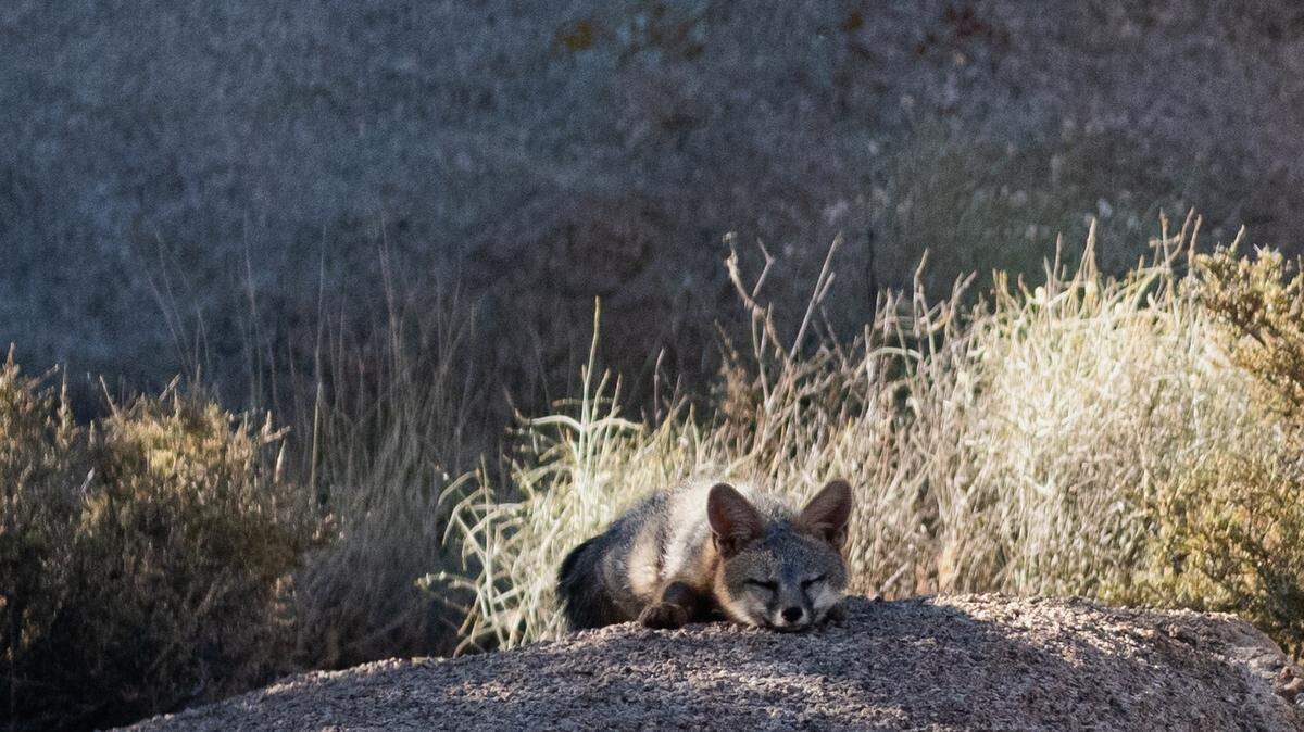 Apparently March 13 was National Napping Day, and this “secretive” little critter in the California desert got the memo.