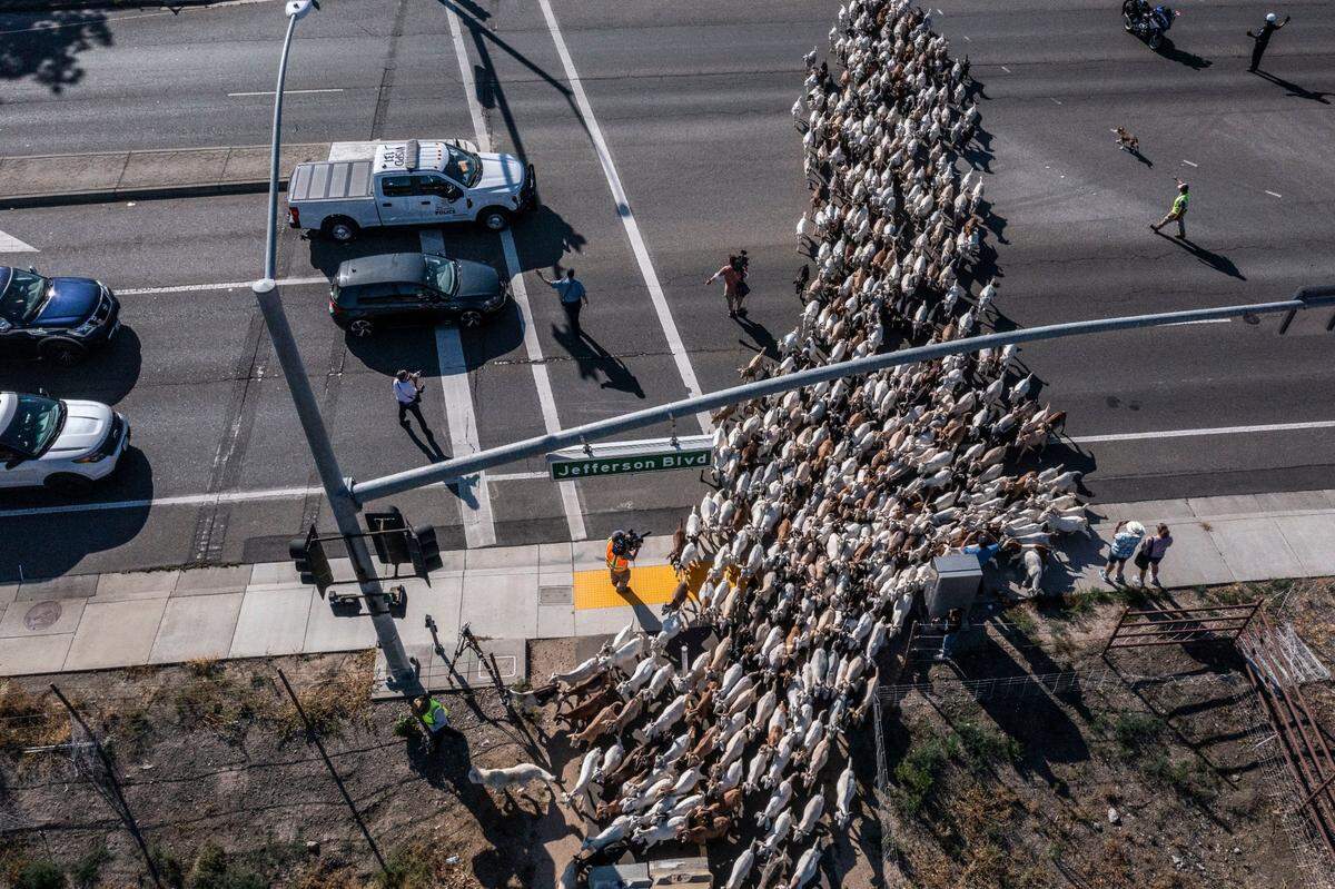 More than 400 goats cross Jefferson Boulevard in West Sacramento on in 2022. Firefighters credit the goats with helping with an area fire near the Riva on The River Condominiums on Friday. “If goats had not been there previously the fire could have been more dangerous,” said Paul Hosley, a public information officer for the City of West Sacramento.