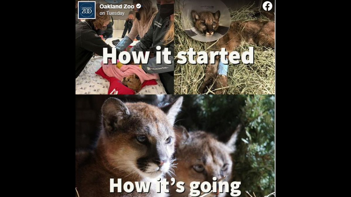 Two abandoned California mountain lion cubs, who quickly became friends after being rescued within weeks of each other, have arrived at their long-awaited, new home.