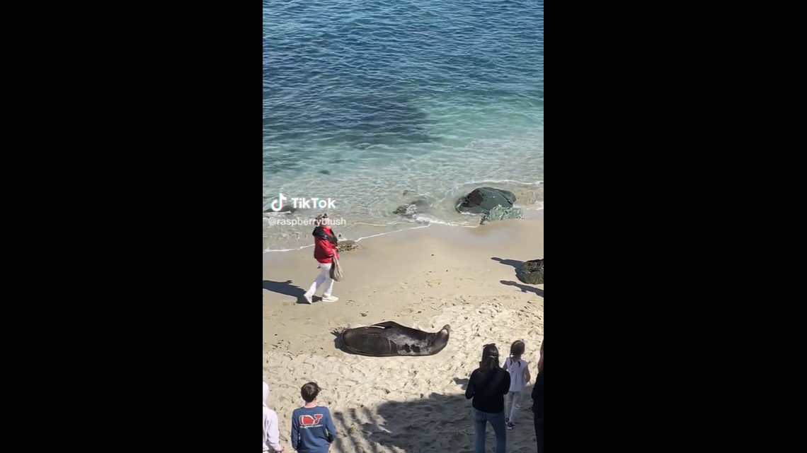 A child was seen throwing sand at a sea lion at La Jolla Cove in San Diego, California, in a Feb. 28 TikTok video.