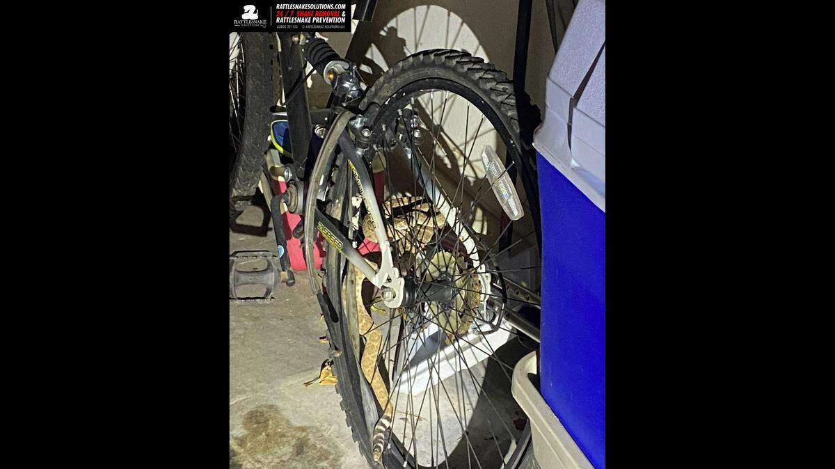 This western diamondback rattlesnake was found tangled in the spokes of a bike stored in a Phoenix, Arizona, garage, according to Rattlesnake Solutions.