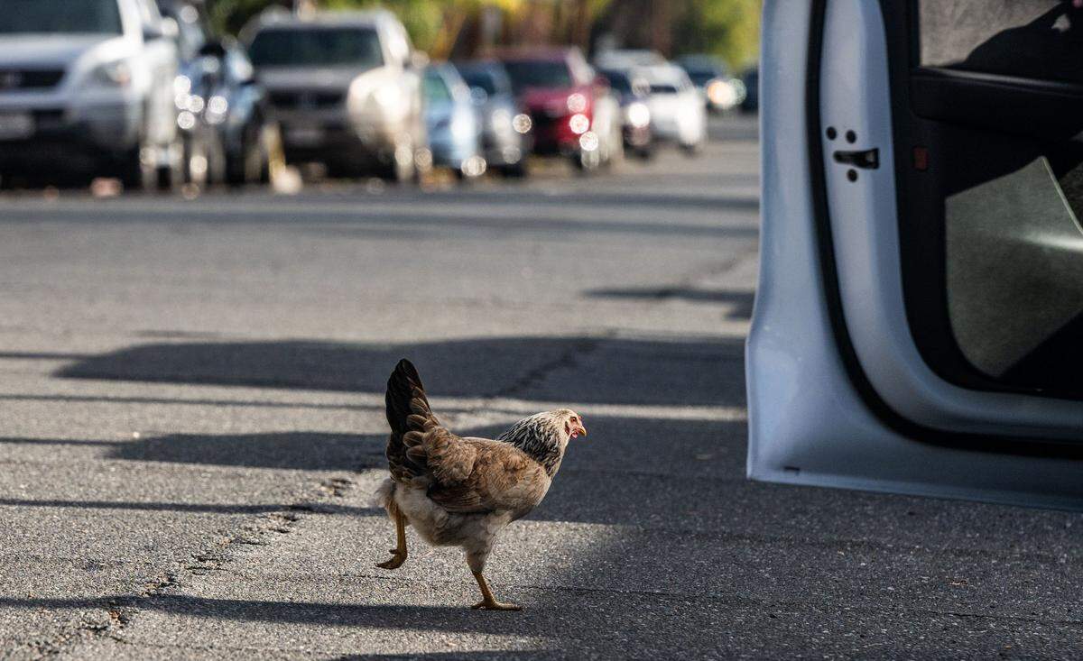 A chicken walks by a car on B Street in Yuba City on Nov. 12.