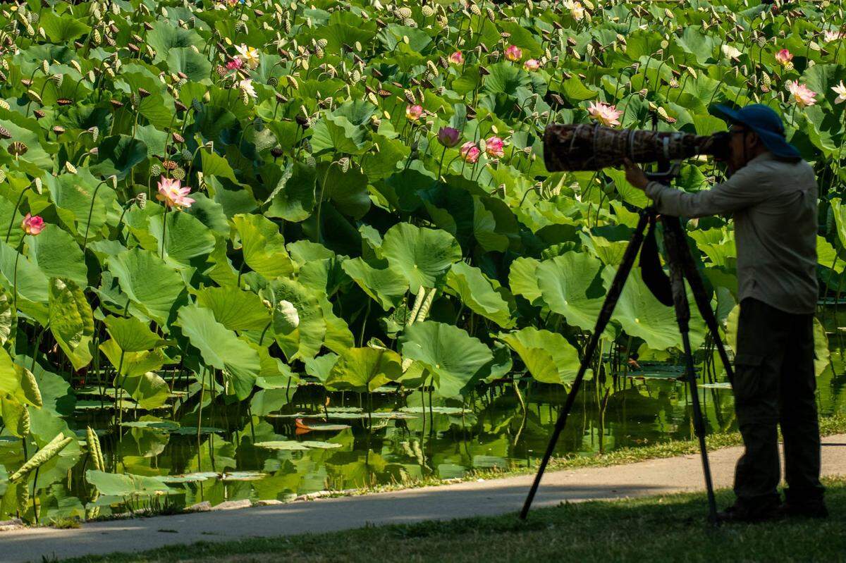 A sea of large lotus plants was blooming at William Land Park in Sacramento in August 2022. Kenneth Lui drove up from Antioch to photograph them.