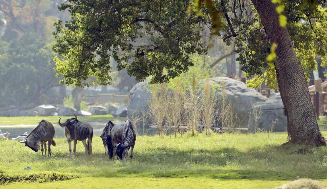Wildebeests graze in the savannah at the Fresno Chaffee Zoo’s 13-acre African Adventure exhibit in 2015, just before it was opened to the public. The $56 million project is home about 100 animals – including lions, elephants, rhinos and cheetahs. Fenced grassy areas, dug below ground level to give the savannah an open feel, separate the more docile animals from predators.