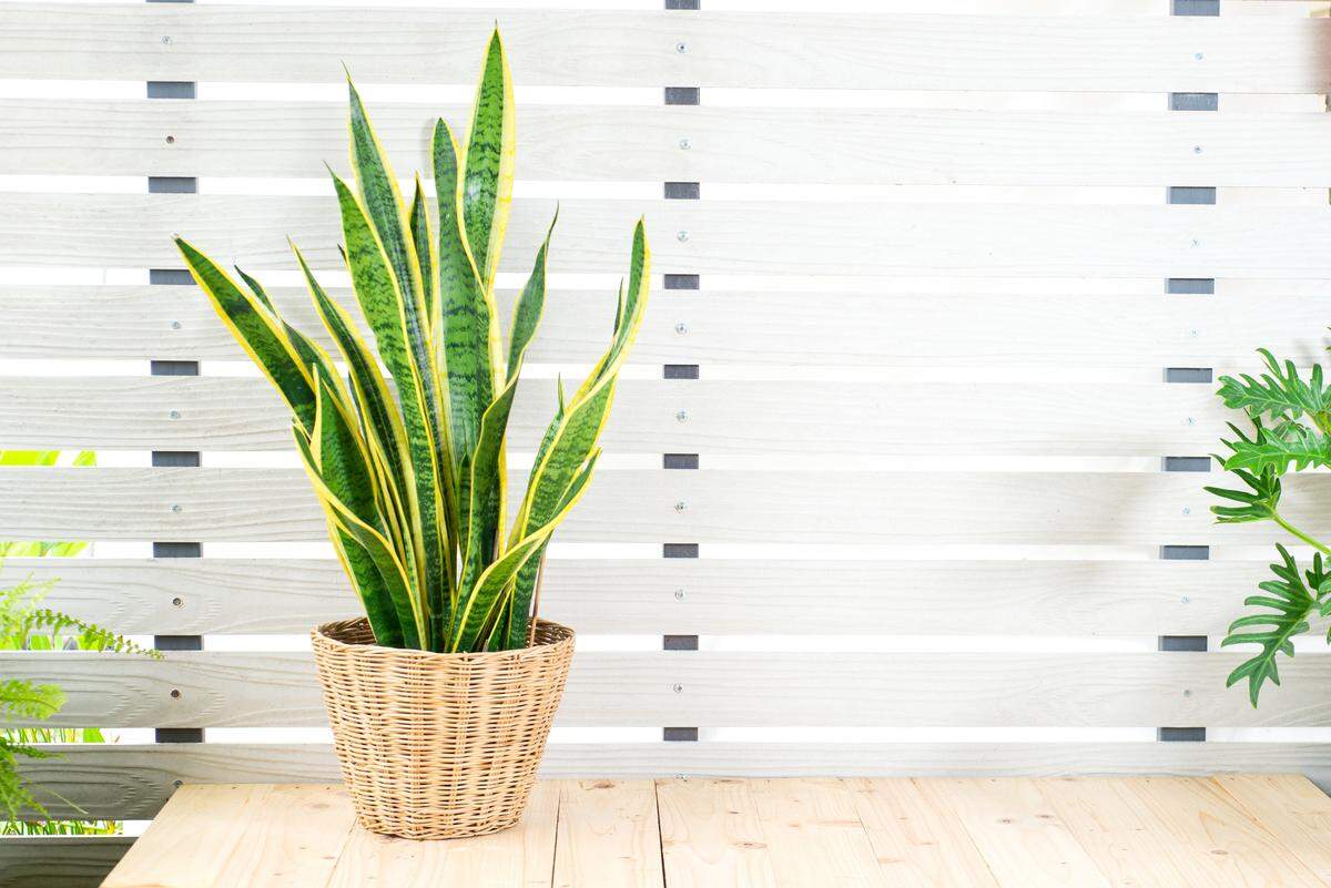 Snake Plant
