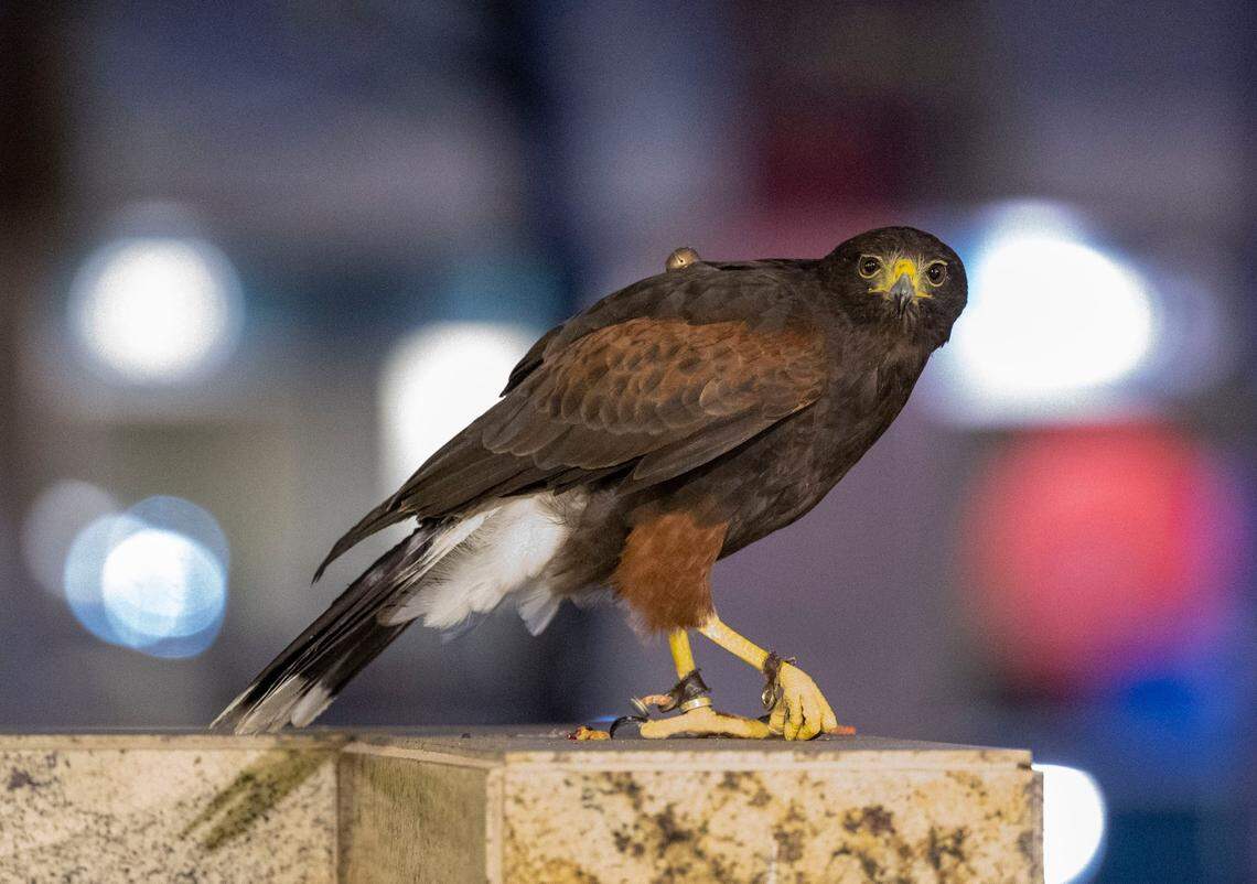 Jasper, a Harris’s hawk, surveys the area near downtown Sacramento businesses on Capitol Mall on Friday. He’s one of the birds used by Hawk on Hand falconry service to help push out the crows that come downtown to sleep, creating a mess with their droppings.