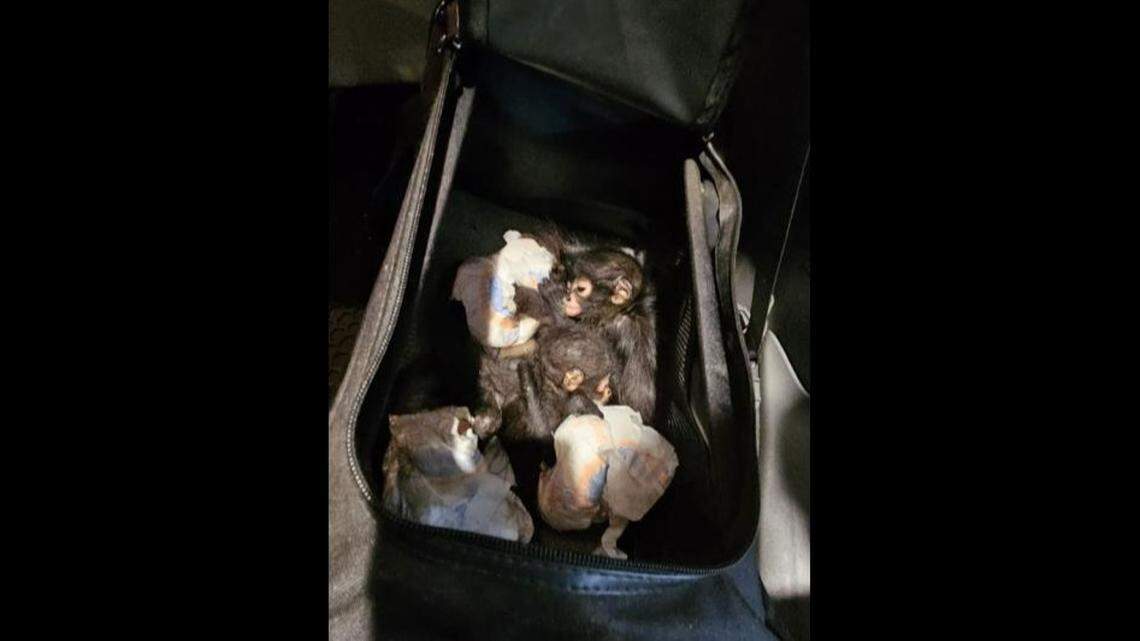 Three baby spider monkeys were found in the back of a car trying to enter the US from Mexico, fed said.