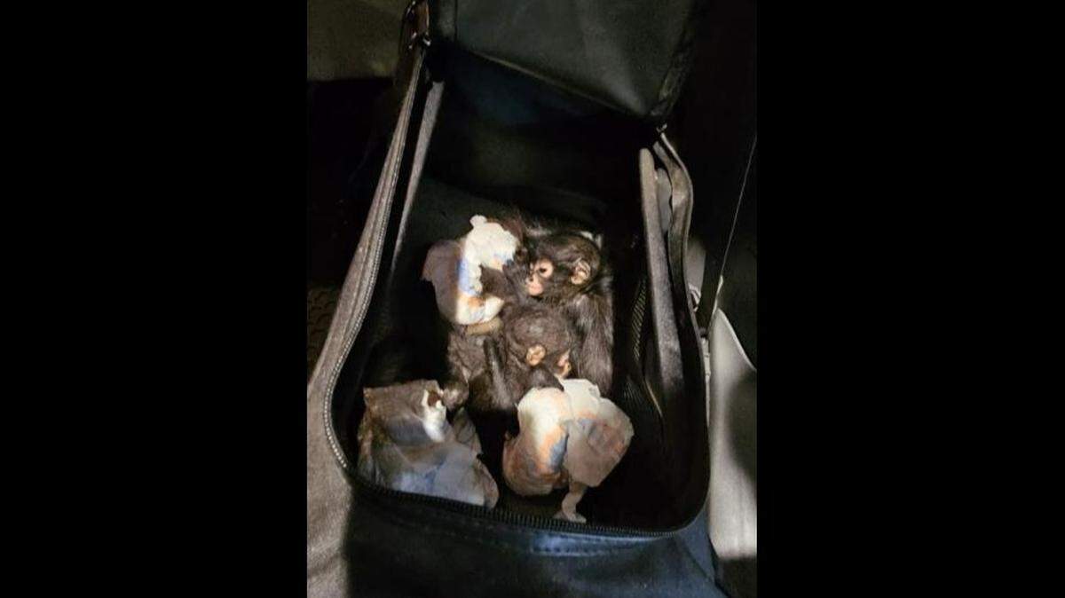 Three baby spider monkeys were found in the back of a car trying to enter the US from Mexico, fed said.