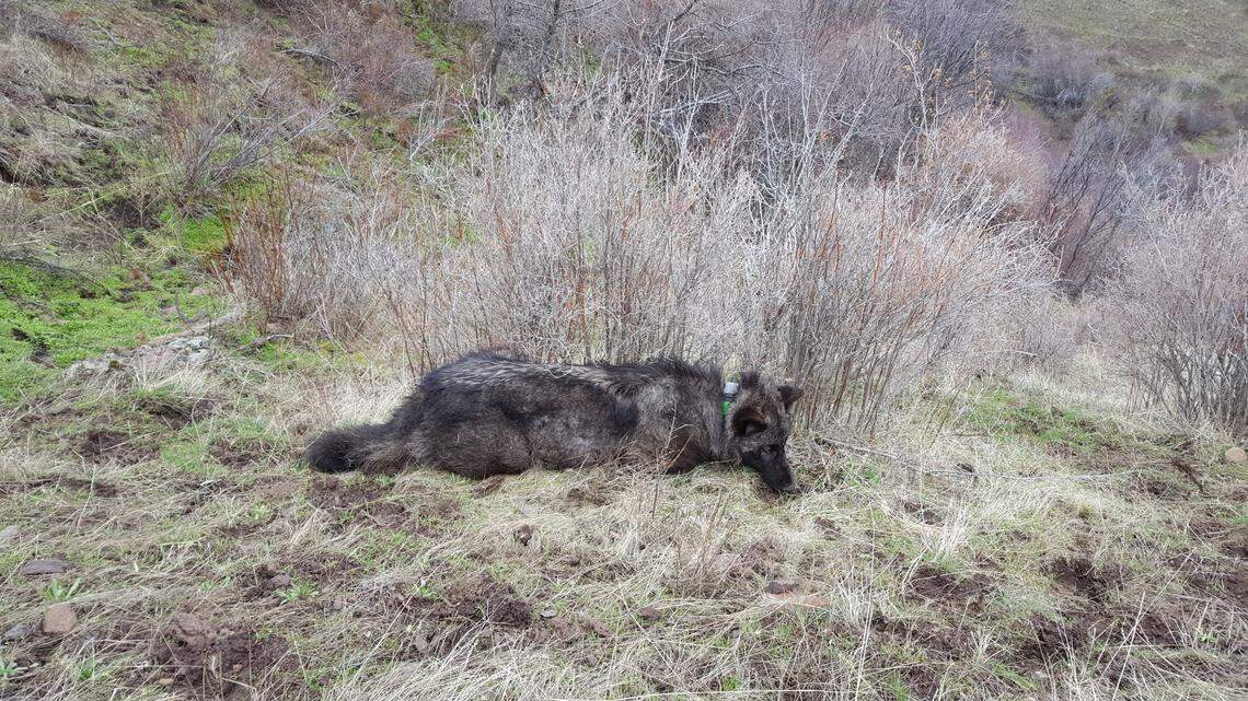 Oregon wildlife biologists took this photograph of OR-59 when the yearling male wolf was still sedated after they placed a GPS tracking collar around its neck