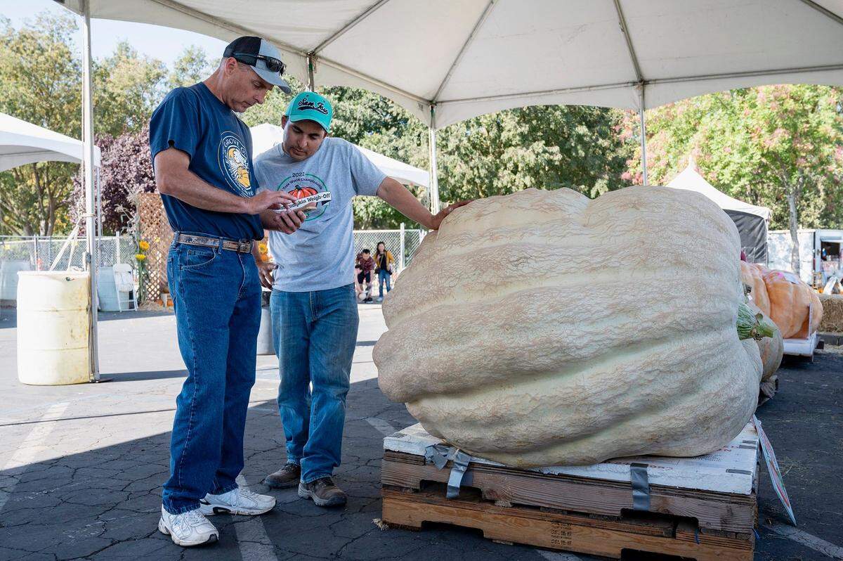 Standing in front of his 1,611-pound third-place pumpkin, Brian Werner, left, of Gridley, talks about growing the oversized squash with second-place winner Ruben Frias, of Napa, at the Elk Grove Giant Pumpkin Festival on Sunday. Frias said it took 180 days to grow his 1,723-pound pumpkin.