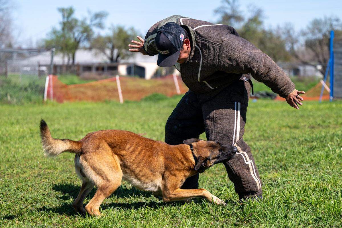 Spencer Bowman’s dog Sub-Zero attacks Juan Portillo during bite work drills in Roseville in February. French ring is a dog sport involving jumping, obedience and bite work.