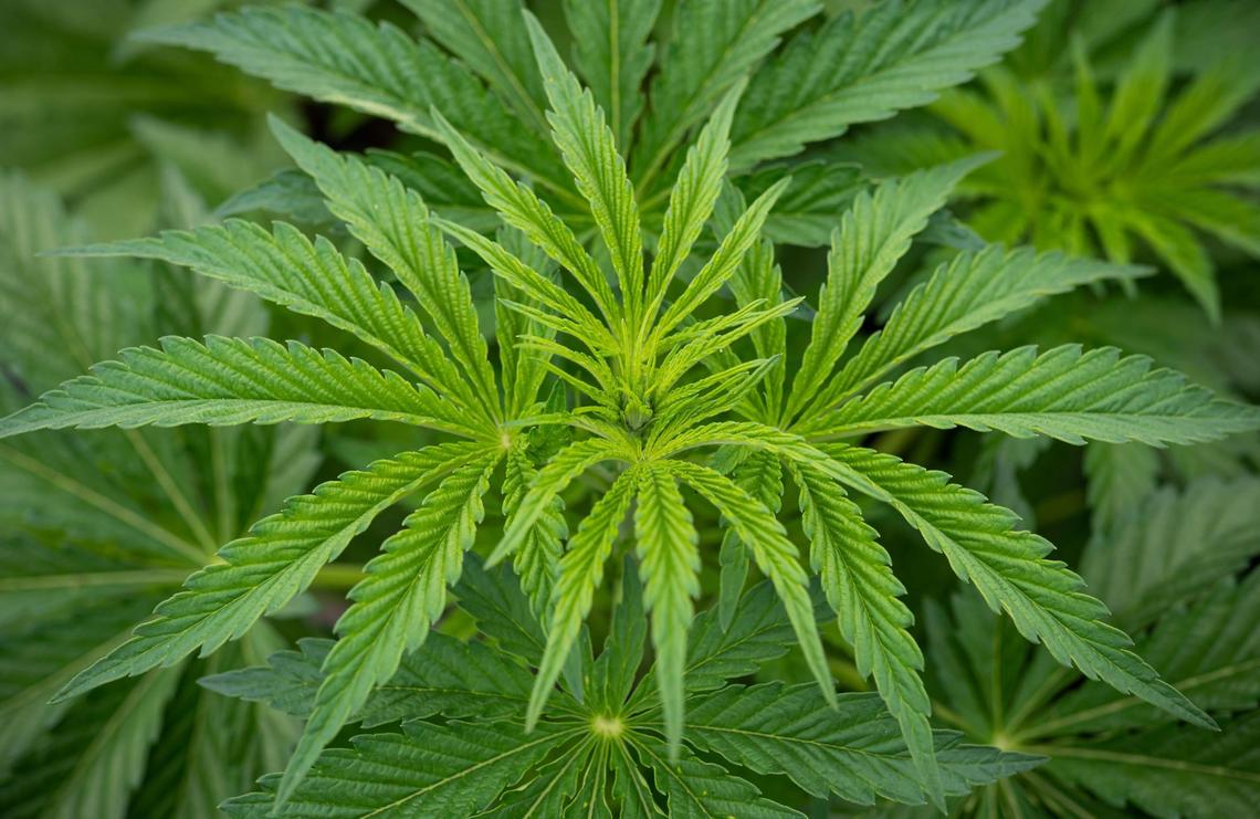 Cannabis plants grown by Blaire and Daniel AuClair of Radicle Herbs are photographed inside the cannabis greenhouse Friday, April 15, 2022.