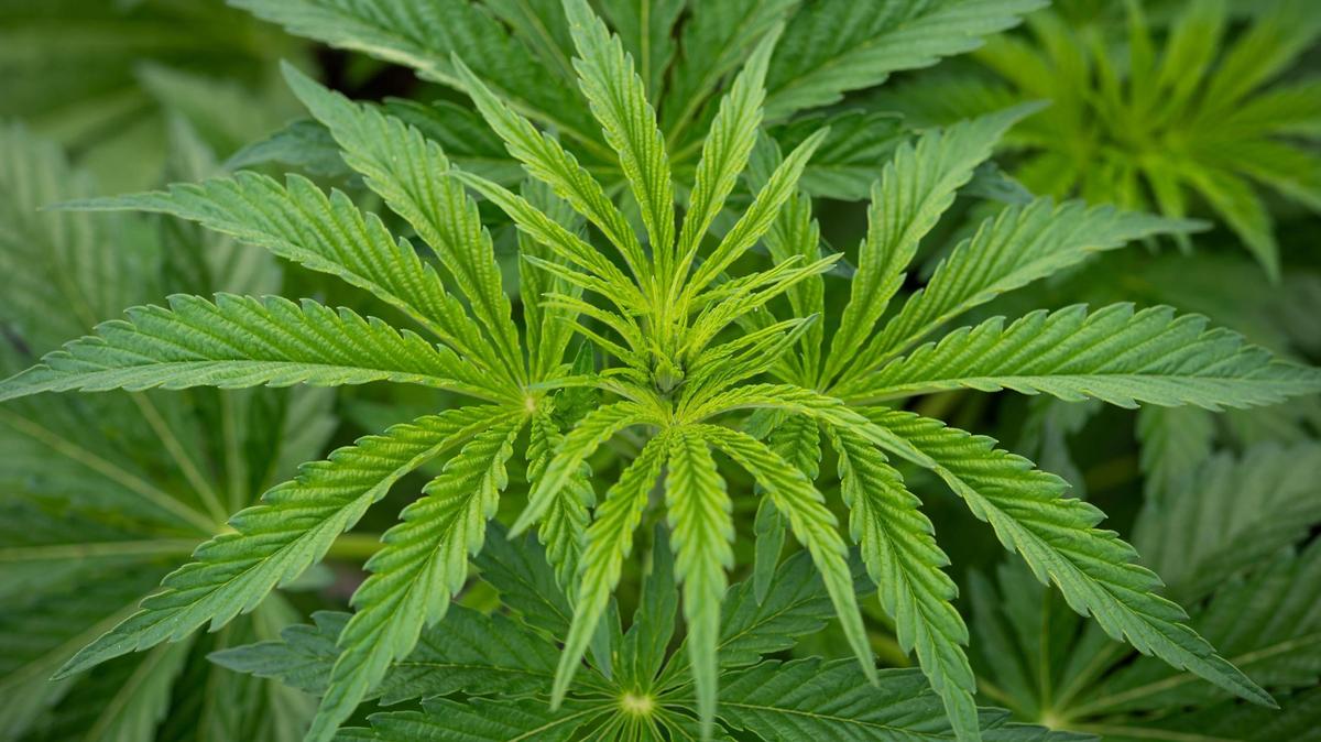 Some employers in Washington state would no longer be allowed to discriminate against applicants for their cannabis use outside of work under a bill passed by the state Senate Wednesday.