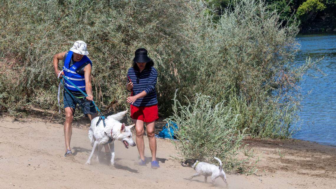 Sacramento rangers warn of safety concerns with dogs at local parks. Here are the risks