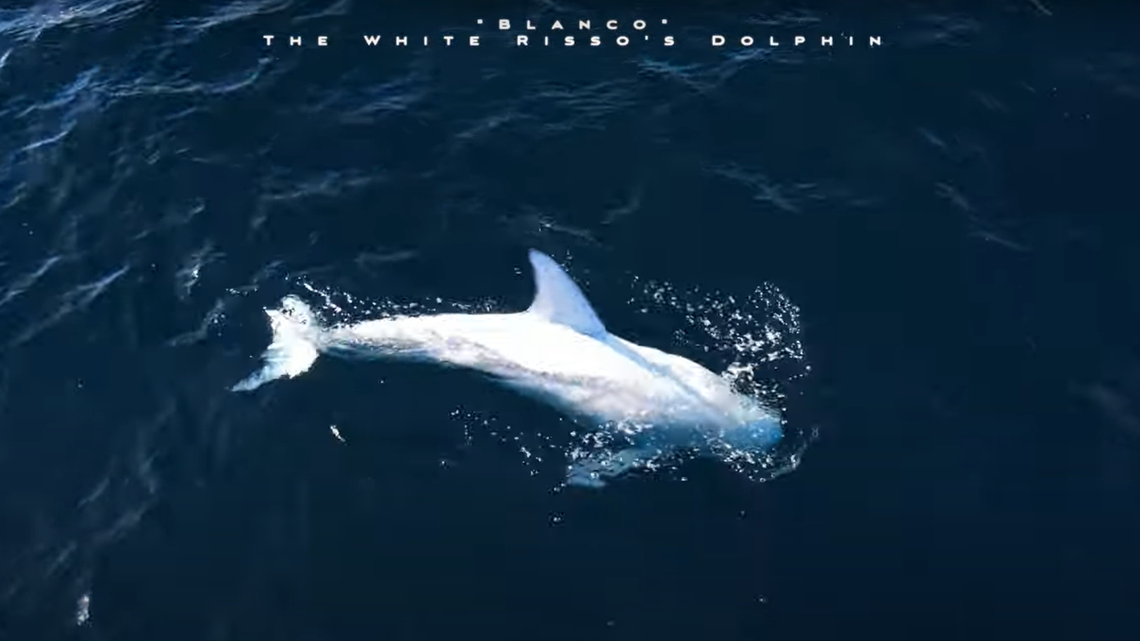 While on an eight-hour whale-watching excursion, guests got a glimpse of a rare white dolphin off the California coast, according to a whale-watching company. 