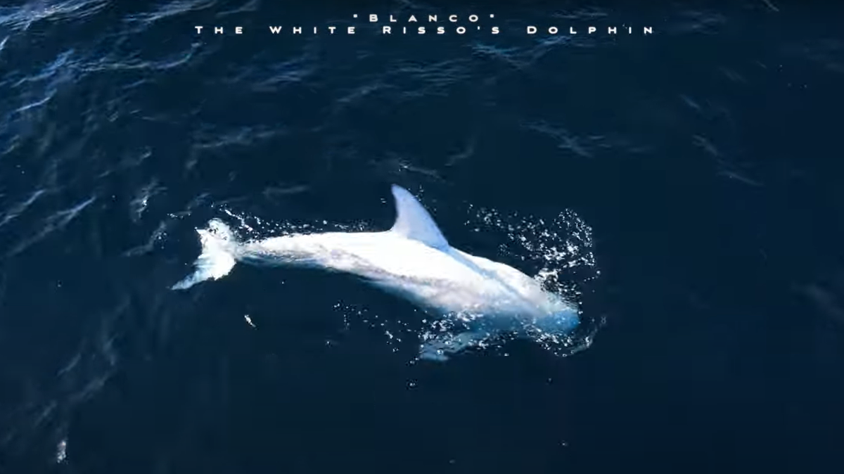 While on an eight-hour whale-watching excursion, guests got a glimpse of a rare white dolphin off the California coast, according to a whale-watching company. 