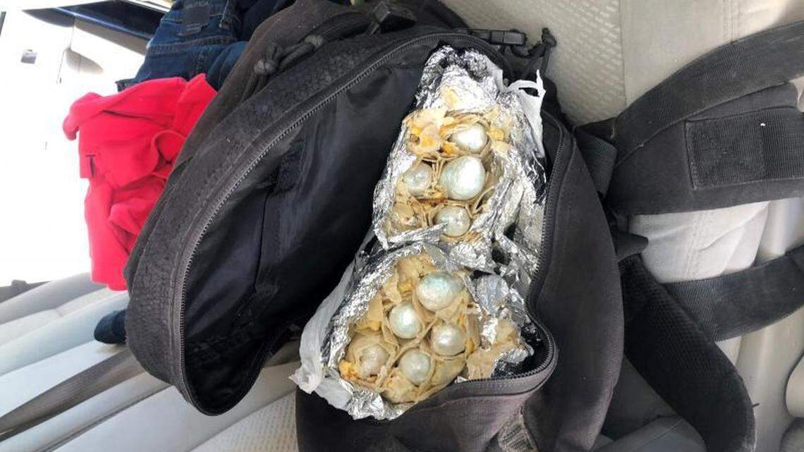 Customs and Border Protection said their dogs sniffed out $60,000 worth of fentanyl in breakfast burritos near the U.S.-Mexico border in Arizona.