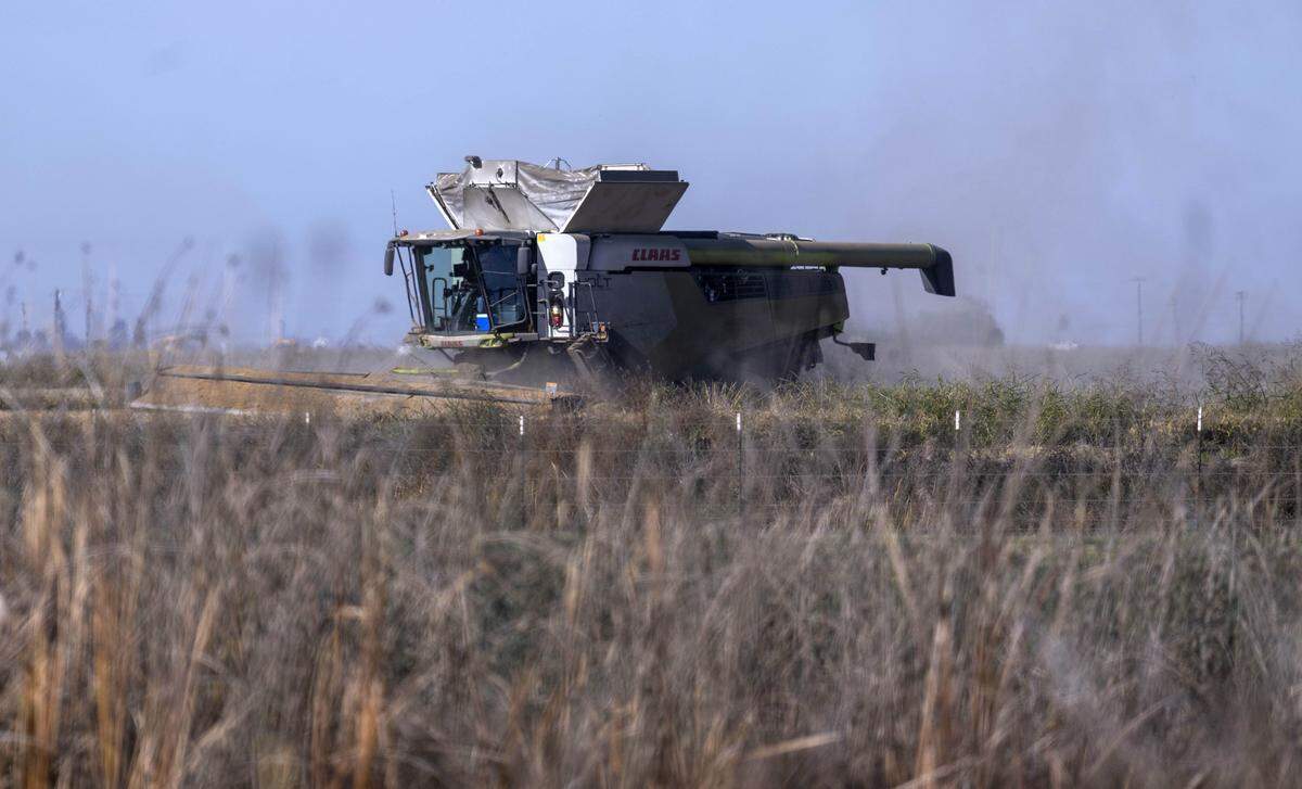 A rice harvester picks up rice near habitat managed by the Natomas Basin Conservancy on Nov. 10. The rice helps the wildlife in the area by providing food for rodents that are hunted by a variety of raptors.