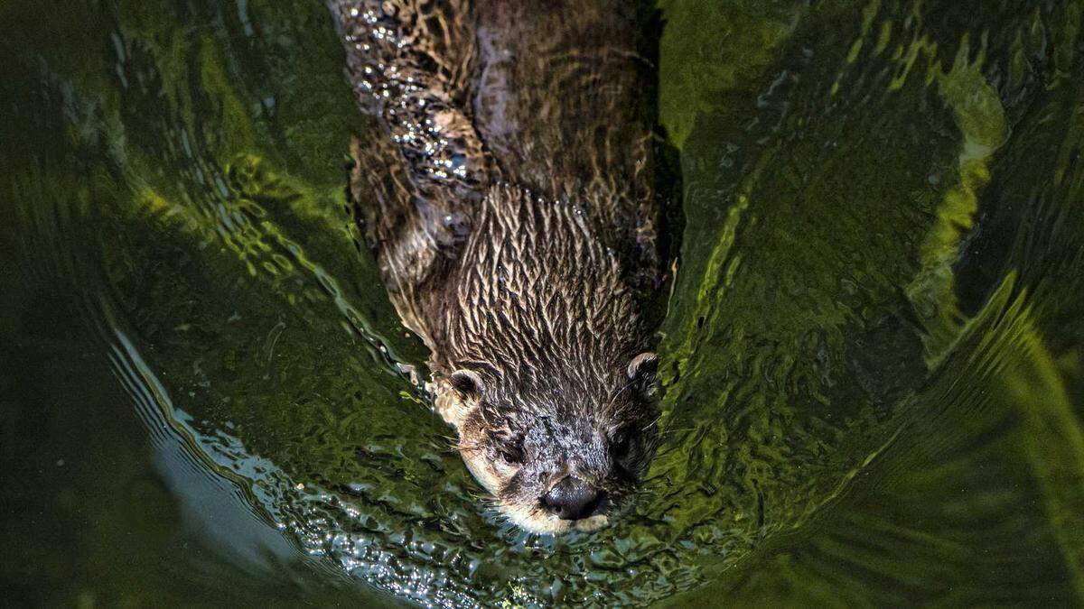 Officials are warning the public to stay away from river otters living in Northern California waterways following the attack of a San Francisco man who was bitten while swimming in the Sierra Nevada this summer.