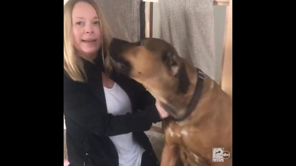 Lynn Sarver found a drunken stranger sleeping Tuesday on a dog bed beside Benton, her 150-pound mastiff, shown in a screengrab from a WISN video.