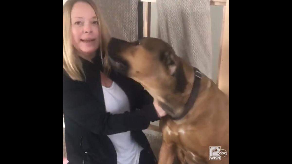 Lynn Sarver found a drunken stranger sleeping Tuesday on a dog bed beside Benton, her 150-pound mastiff, shown in a screengrab from a WISN video.