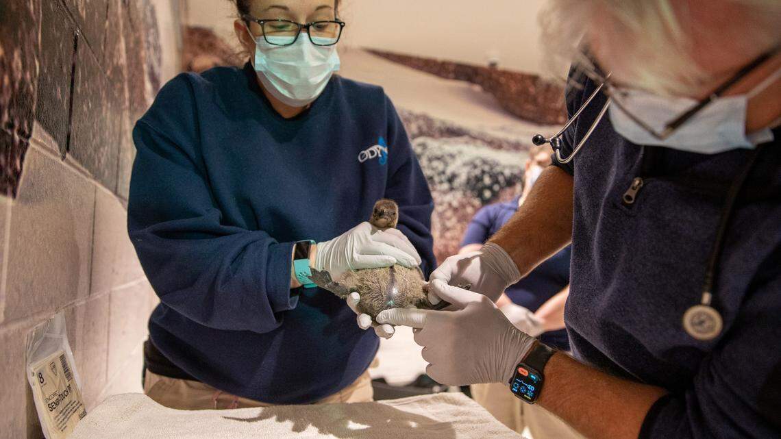 Bubbles and Weasley’s chick.