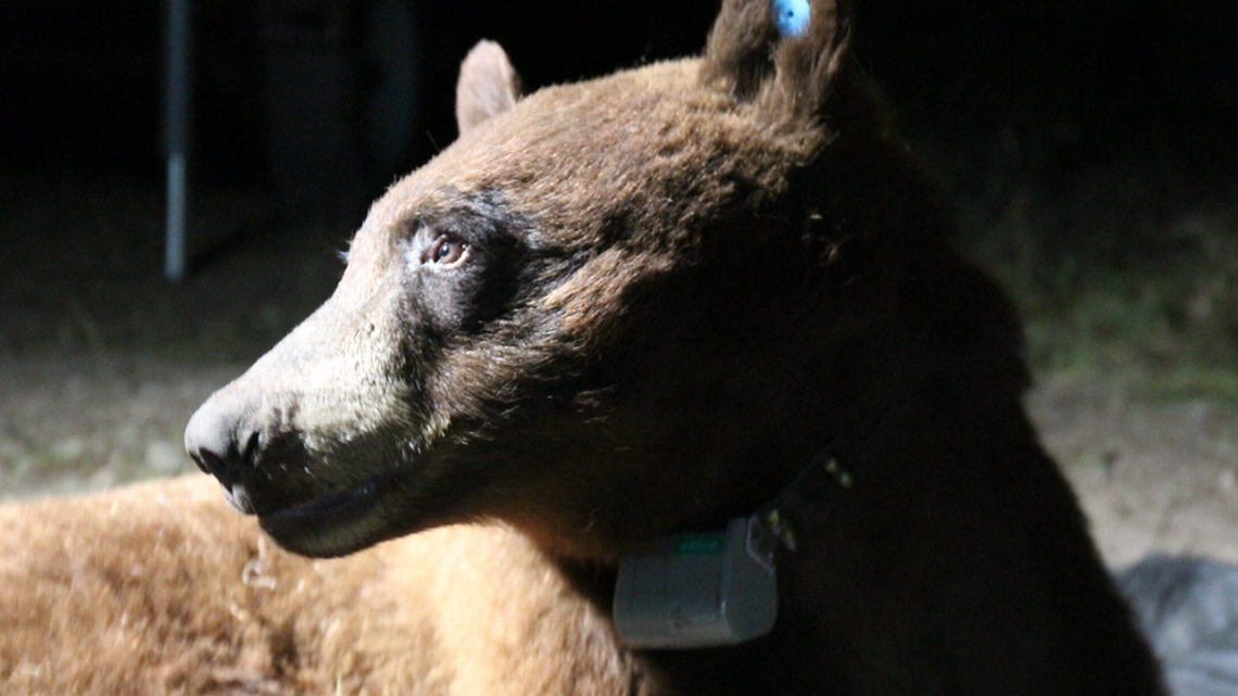 BB-12, the first black bear that has been known to live in the Santa Monica Mountains of California in decades, was killed on a freeway, rangers said. Officials had tracked him across major roads all the way to the beaches of Malibu in recent months.