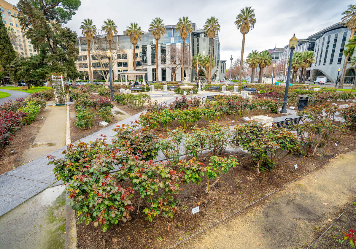 Cloudy skies roll over State Capitol Park World Peace Rose Garden on Sunday, March 3, 2024.