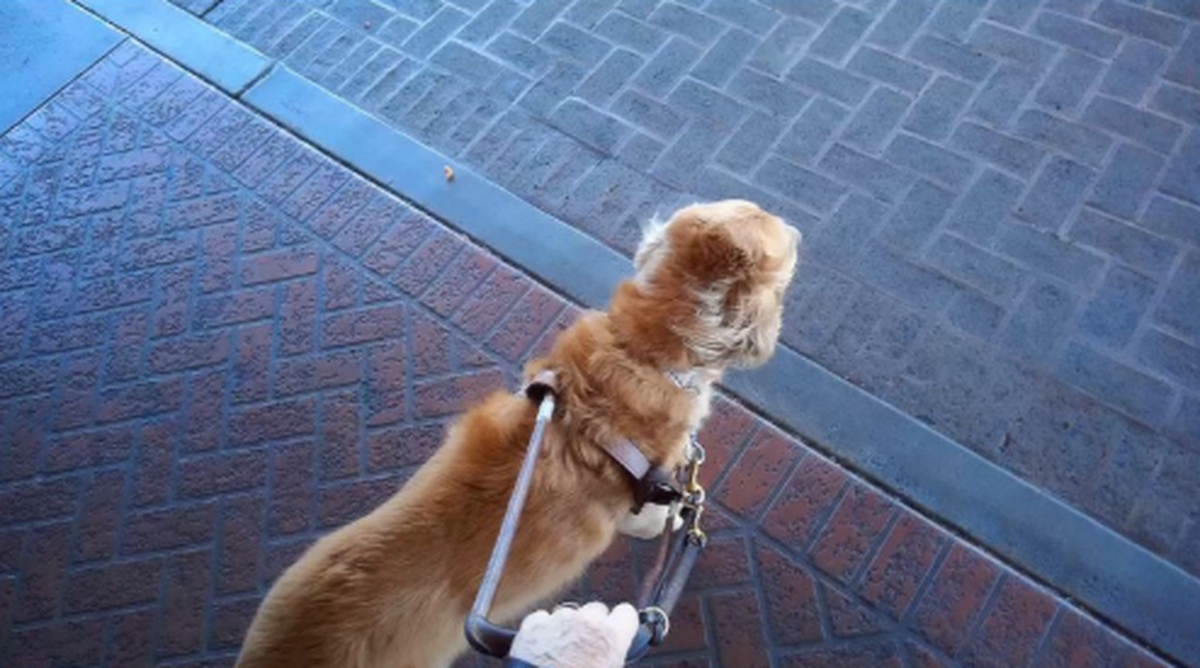 The Reno, Nevada, resident’s service dog.