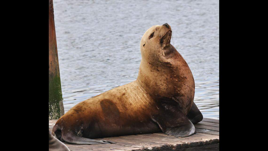Male Steller sea lions can grow as long as 11 feet and weigh as much as 2,500 pounds, according to the Marine Mammal Center.