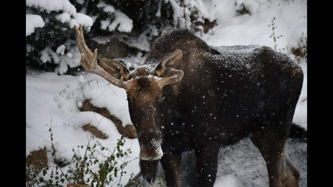 Atka, 2, underwent surgery to fix an infection in his hoof, Colorado zoo officials said.