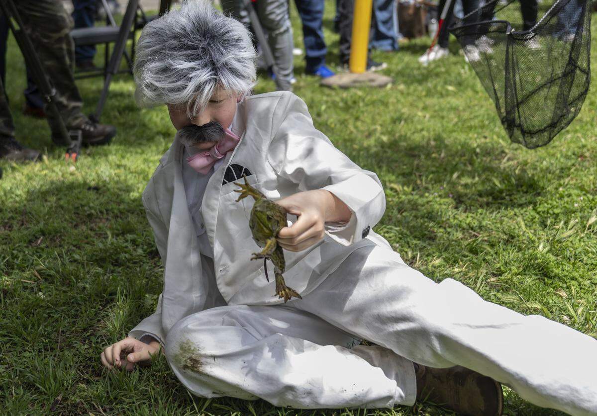 Dressed as Mark Twain, Calaveras County resident Donovan Hamanaka, 10, catches a frog during the 50th annual Capitol frog jump in Sacramento on Tuesday,