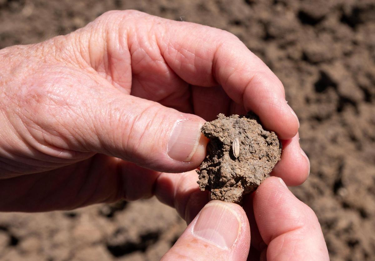 Rice farmer Don Bransford holds a clump of dirt with a rice kernel earlier this month in a dry rice field near Williams. Normally he would plant 1,800 acres with rice, but this year he leaving his field fallow because of the drought.