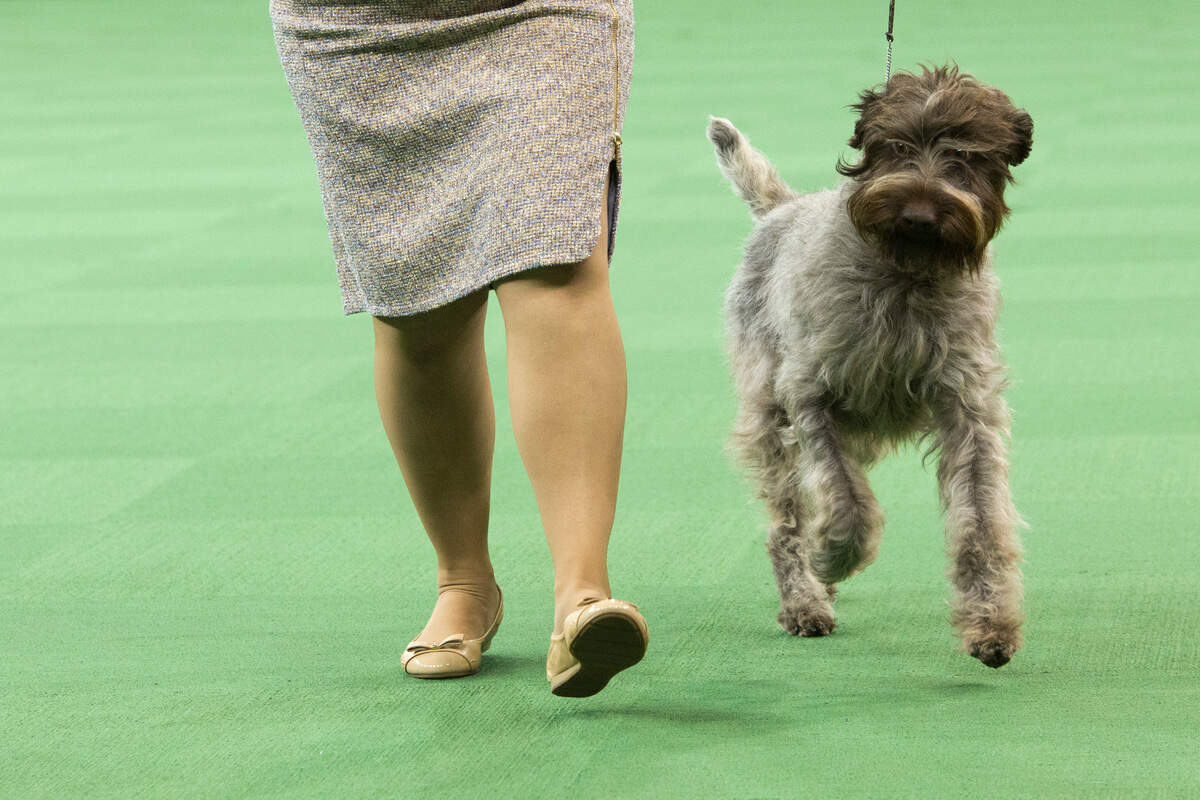 A wirehaired pointing griffon is seen during the 2016 Westminster Kennel Club dog show. Orangevale teen Lily Bennett won Best Junior Handler at this year’s show during her showing with the breed.