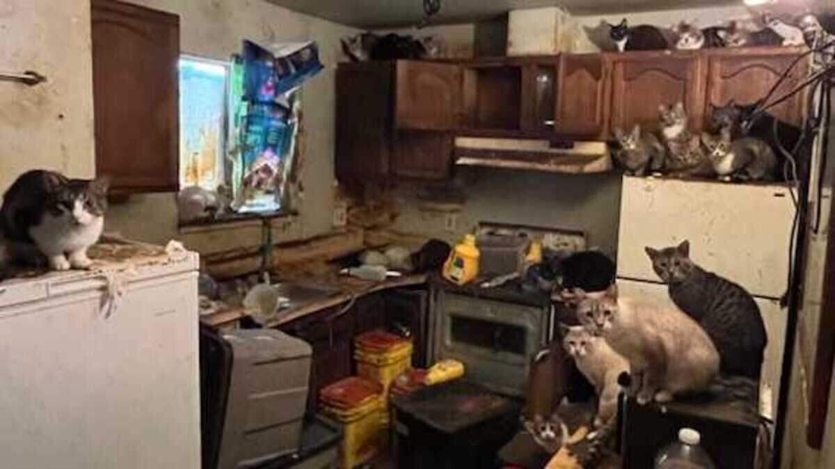 The Front Street Animal Shelter has put the word out it is looking for news homes for 58 cats rescued from a hoarding situation in Sacramento. The shelter released a photo of the cats crowded on kitchen appliances and cabinets of their former home.