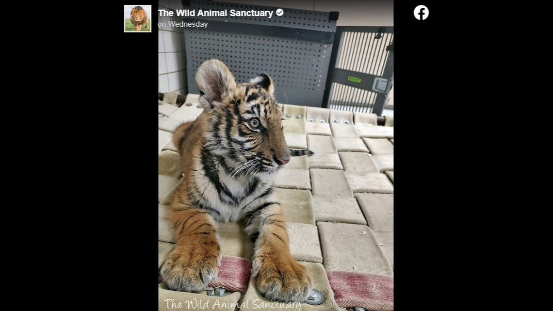 A tiger cub found in a dog crate is headed to a new home in Colorado after brushing up on some manners, a New Mexico park said. 